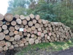 Eschenstammholz – 2 LKW-Ladungen (100 rm) – PEFC-zertifiziert – Bild 4