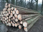 Fichtenstammholz – 1 LKW-Ladung (50 rm) – PEFC-zertifiziert – Bild 2