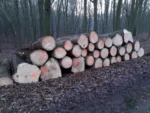 Fichtenstammholz – 1 LKW-Ladung (50 rm) – PEFC-zertifiziert – Bild 3