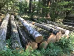 Birkenstammholz – 5 LKW-Ladungen (250 rm) – PEFC-zertifiziert – Bild 2