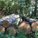 Birkenstammholz – 4 LKW-Ladungen (200 rm) – PEFC-zertifiziert