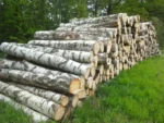 Birkenstammholz – 5 LKW-Ladungen (250 rm) – PEFC-zertifiziert – Bild 3