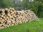 Birkenstammholz – 5 LKW-Ladungen (250 rm) – PEFC-zertifiziert – Bild 4