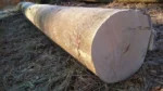 Buchenstammholz – 2 LKW-Ladungen (100 rm) – PEFC-zertifiziert – Bild 2