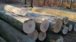 Buchenstammholz – 2 LKW-Ladungen (100 rm) – PEFC-zertifiziert – Bild 3