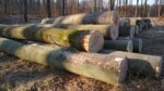 Buchenstammholz – 2 LKW-Ladungen (100 rm) – PEFC-zertifiziert – Bild 4