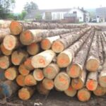 Laub-Hartholz Stammholz (gemischt) – 3 LKW-Ladungen (150 rm) – PEFC